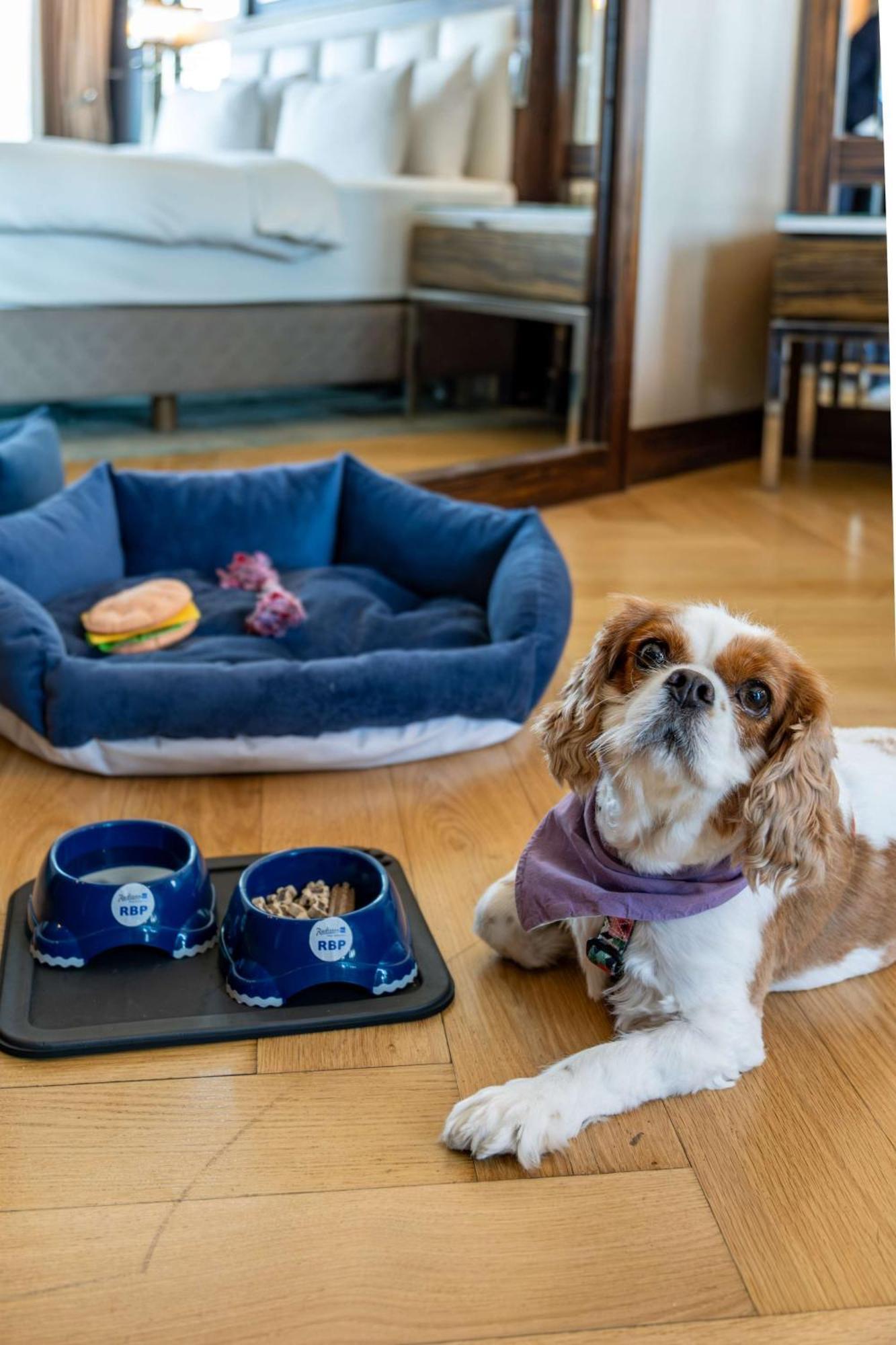Radisson Blu Hotel Istanbul Pera Exterior foto A dog with a dog bed